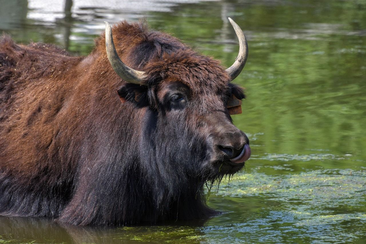 Yak and Yeti at Disney: An Enchanting Dining Experience