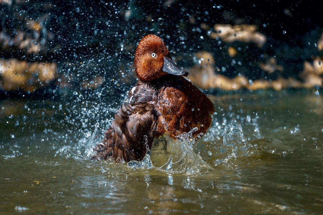 Splash Mountain at Disney: The Ultimate Guide to Your Next Adventure