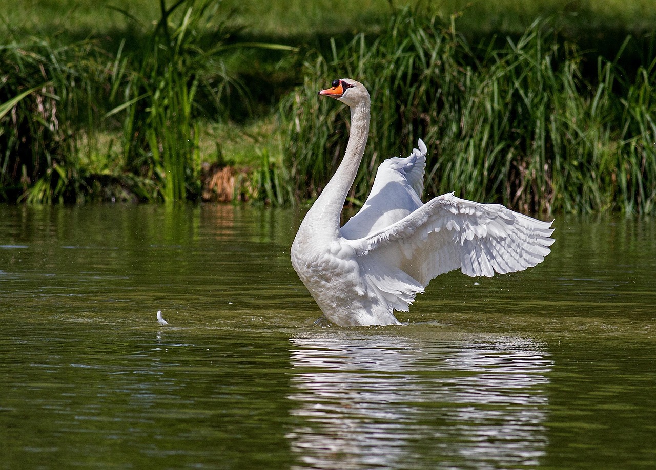 Discover the Magic of Walt Disney World Swan Reserve