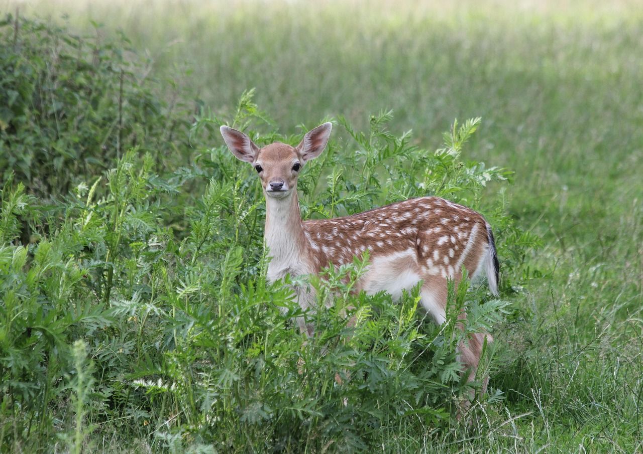 Discover the Enchantment of the Fawn Fairy from Disney