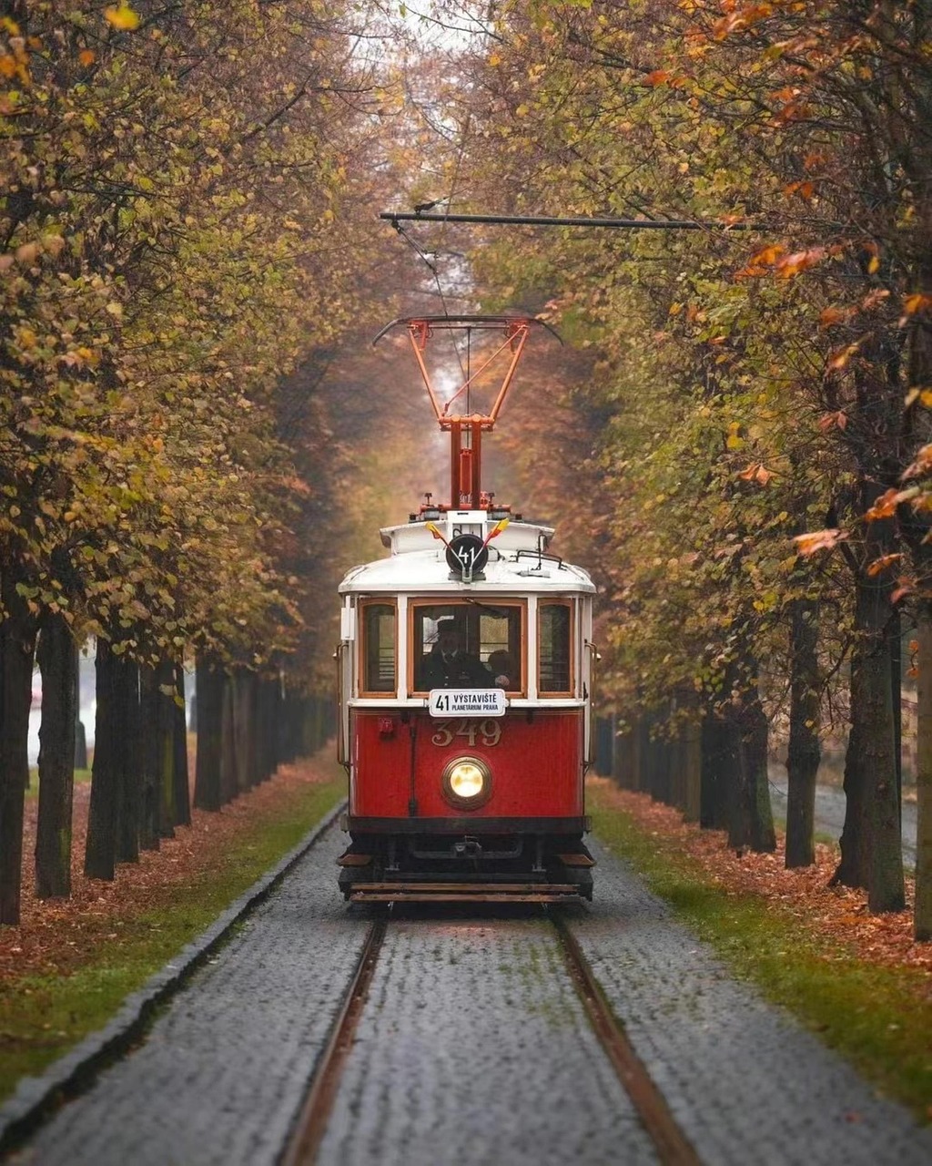 Exploring the Magical Tram Disney Experience