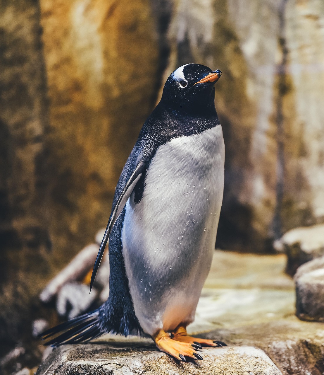 Discover the Magic of Penguin Disney Movies for the Whole Family