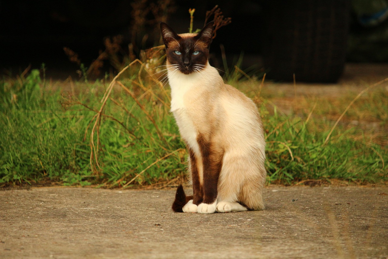 Siamese Cat Disney: The Enchanting Feline Stars of Disney Films