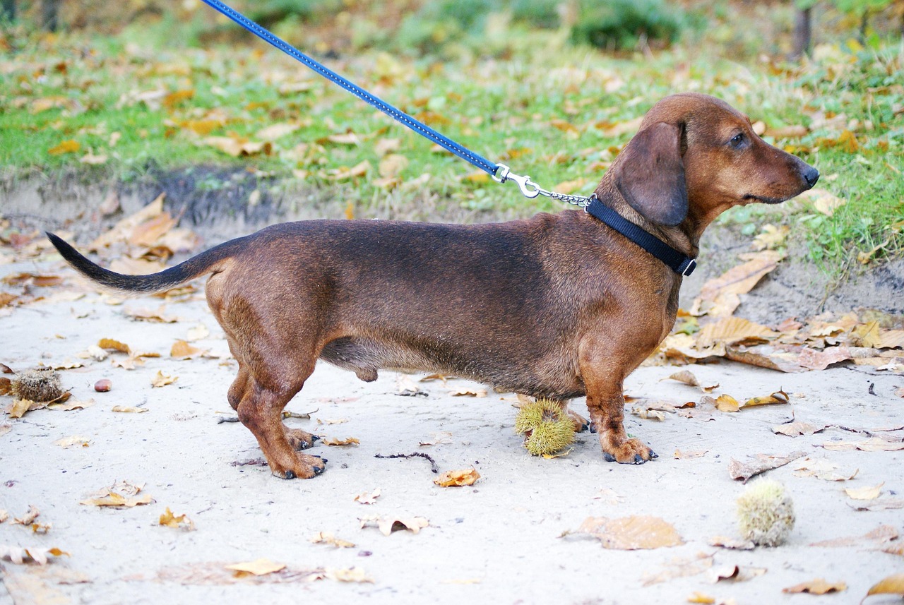 The Ugliest Dachshund in a Disney Movie: A Heartwarming Tale