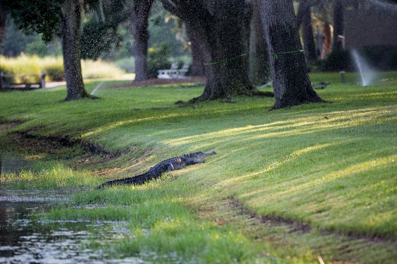 Discover the Magic of Disney Resort Hilton Head