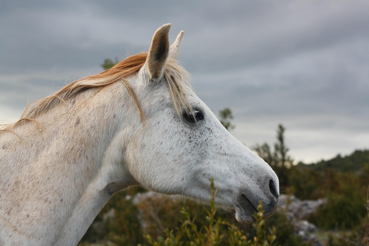 Where to Get Horse Elden Ring: Your Complete Guide