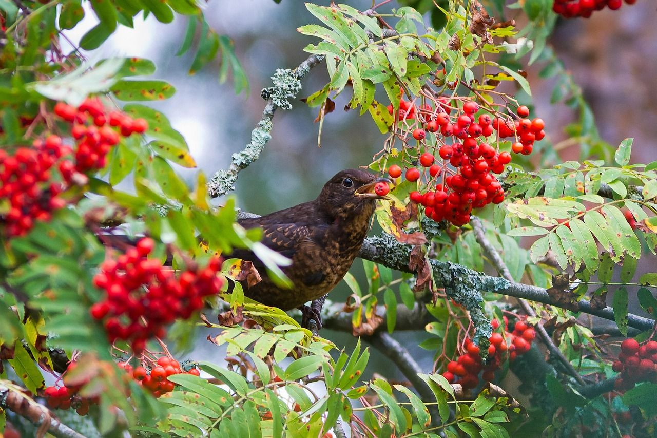 Discover the Secrets of Rowan Fruit in Elden Ring