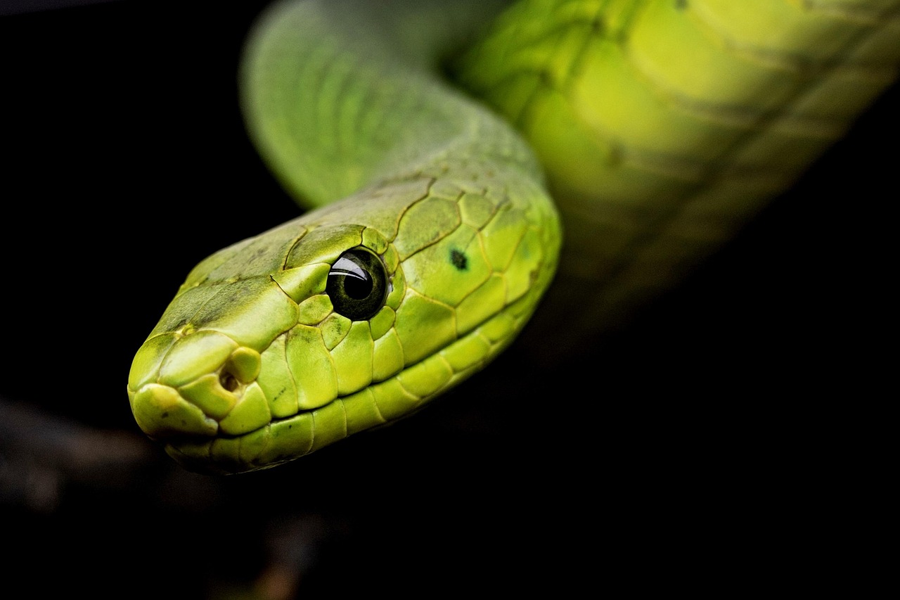 Unleash Your Power with the Snake Shield in Elden Ring