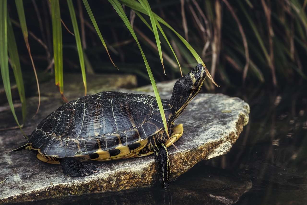 The Fascinating World of the Turtle Priest in Elden Ring