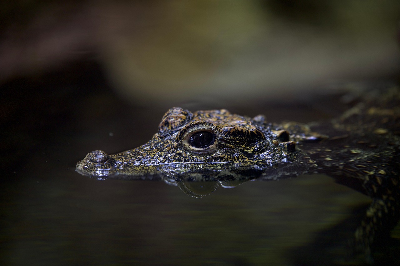 Kim Kardashian's Unique Companion: The Albino Alligator