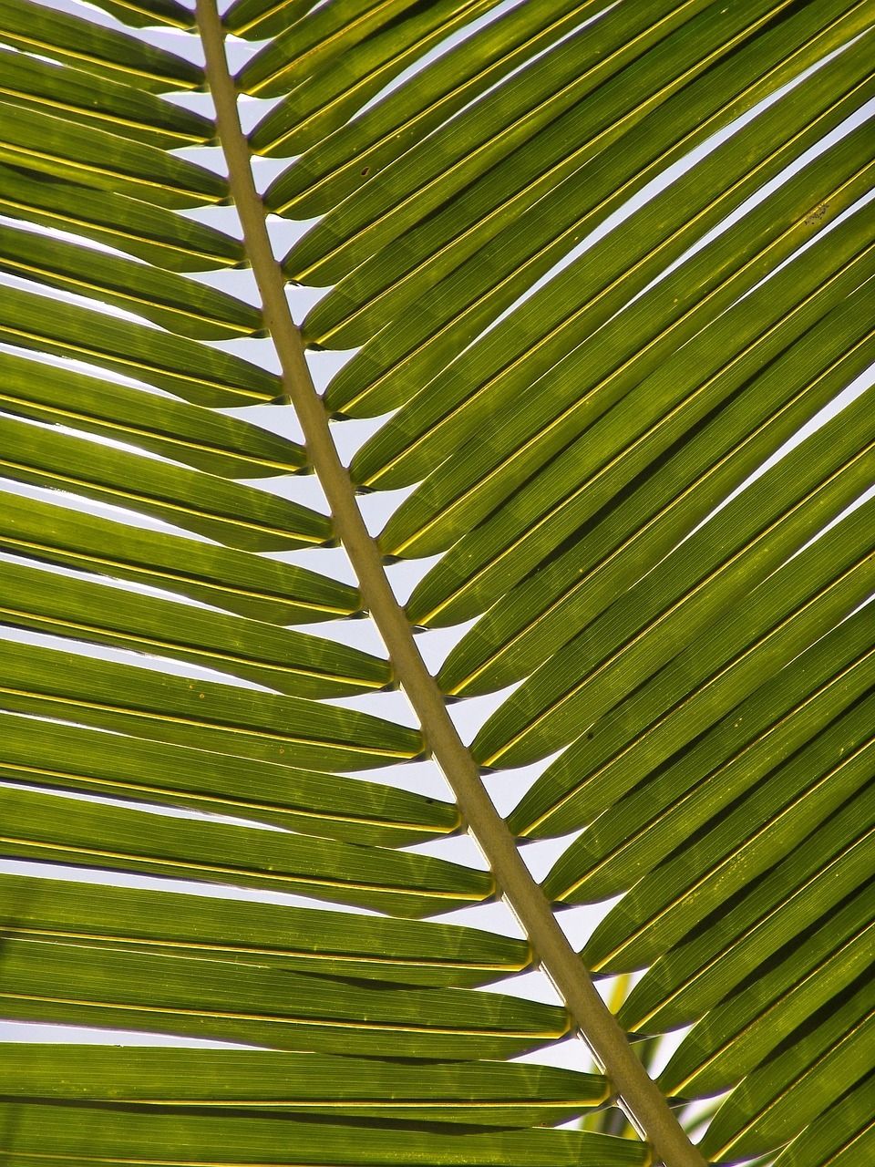 Discovering the Metallica Palm Tree: A Unique Blend of Nature and Music