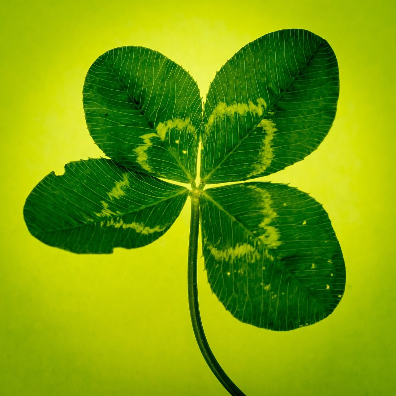 Metallica No Leaf Clover Lyrics Meaning: Unraveling the Mystery