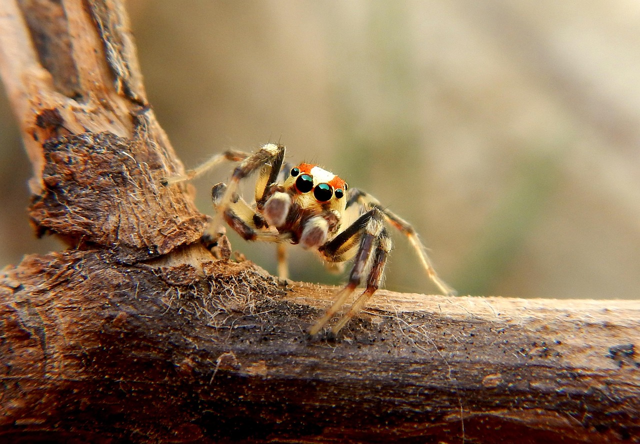 The Metallica Tarantula: Everything You Need to Know