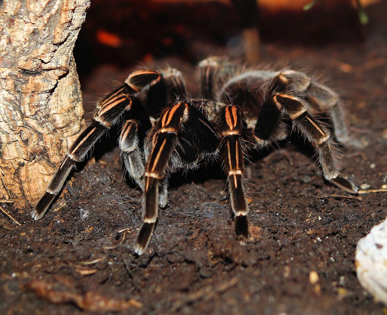 P Metallica Tarantula: The Ultimate Guide to Care and Habitat