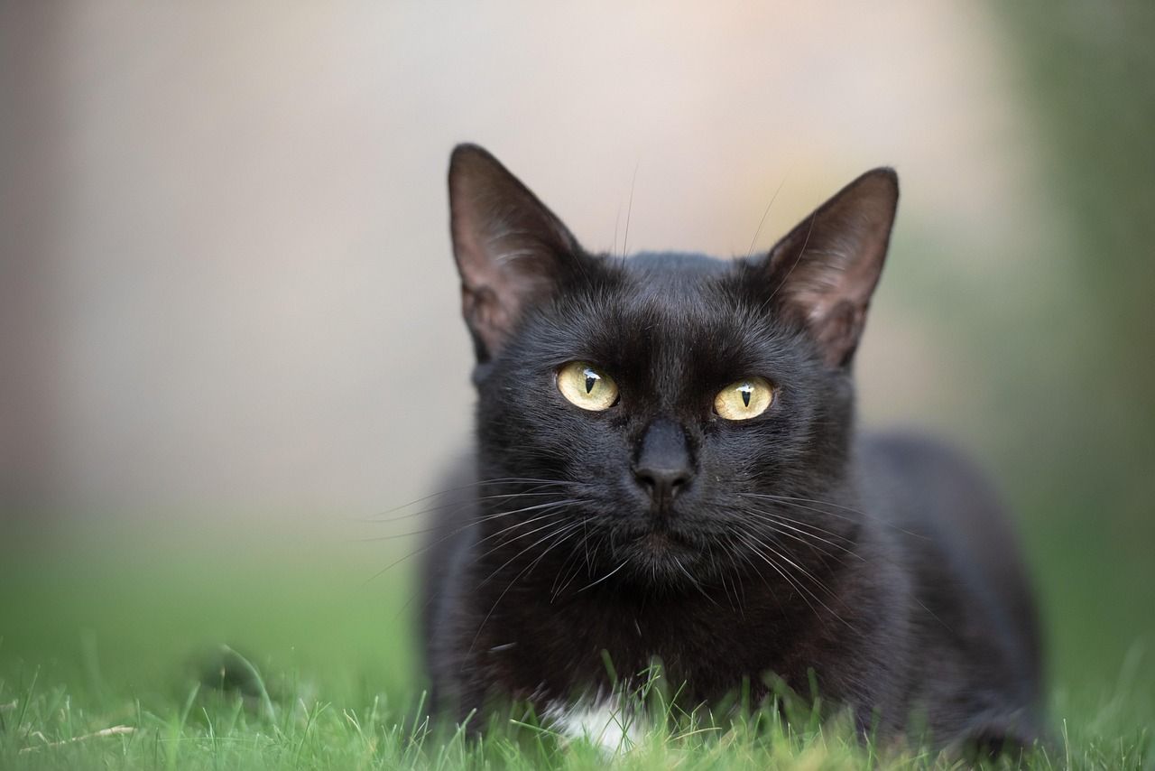 Unleash the Rock and Roll Spirit: Metallica Shirt for Cats