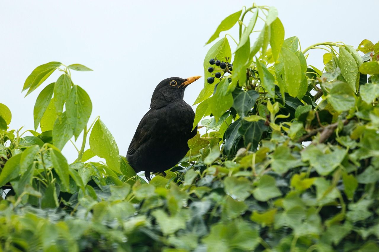 The Beatles Blackbird Other Versions: Discover New Interpretations