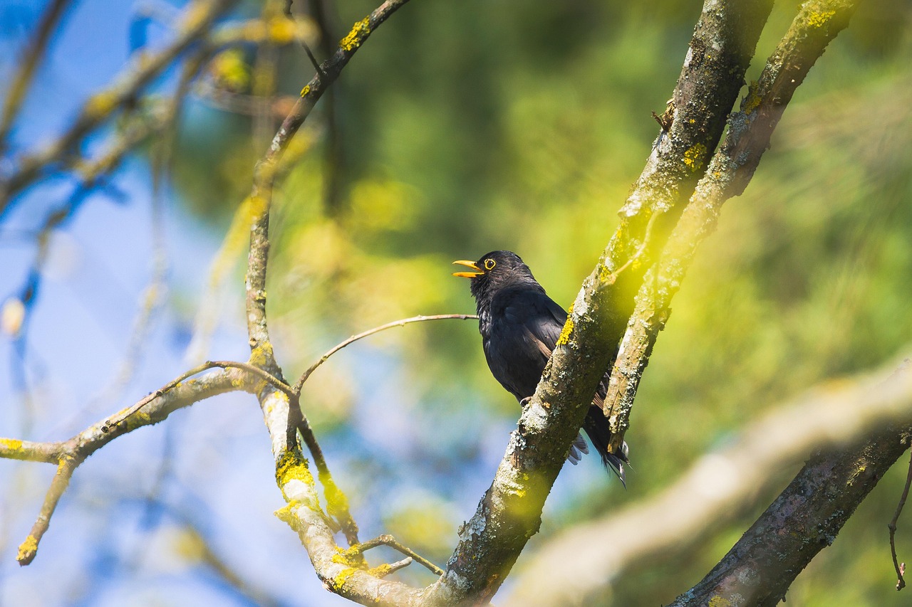 Discover the Magic of Blackbird Song by The Beatles