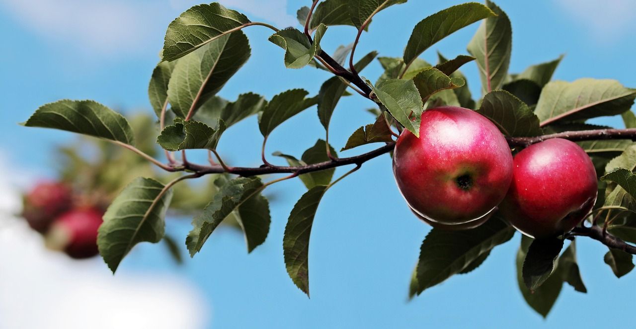 The Beatles Apple Logo: A Symbol of Musical Legacy and Innovation