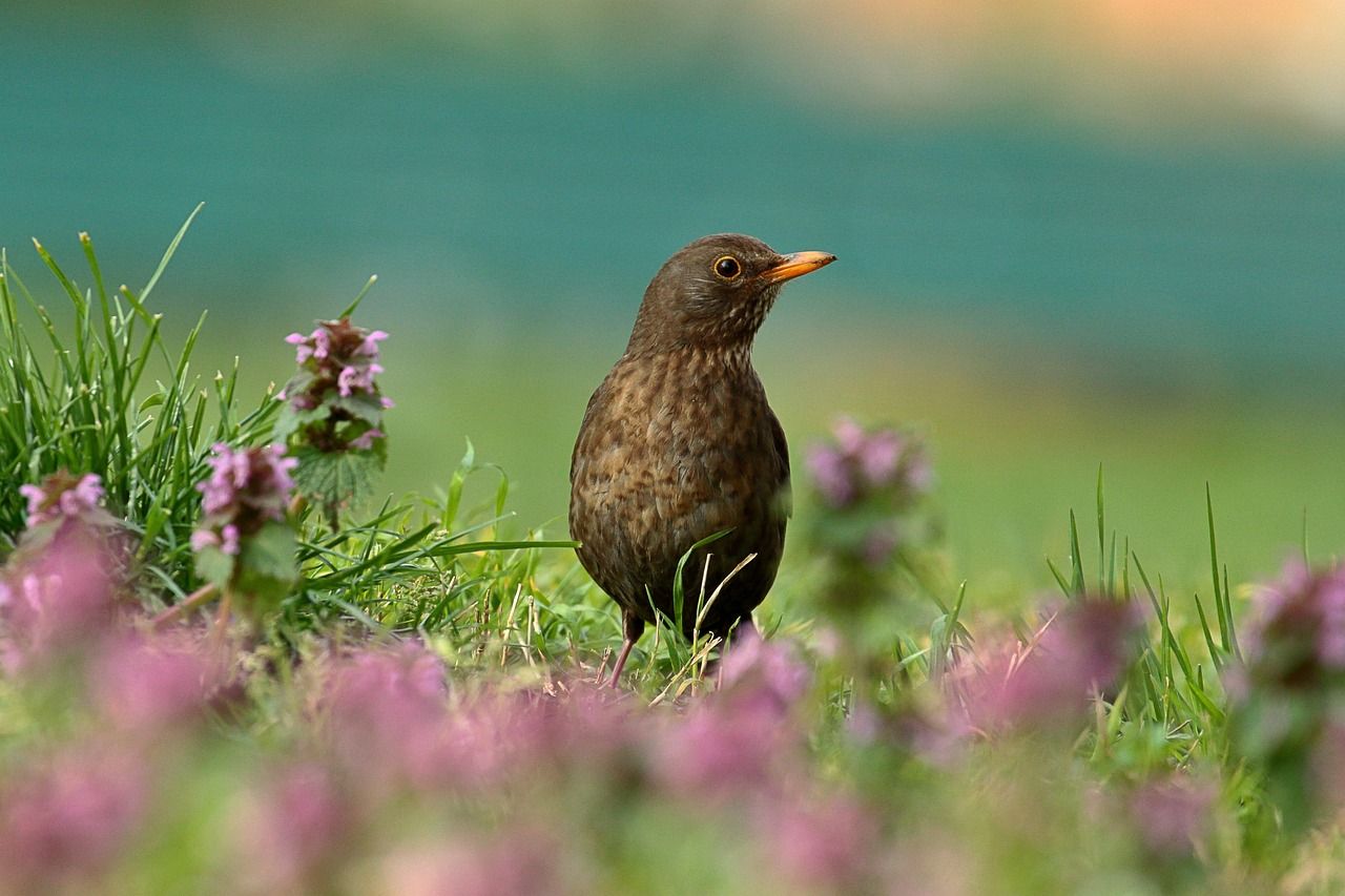 Unpacking "Blackbird the Beatles Lyrics": Meaning and Impact