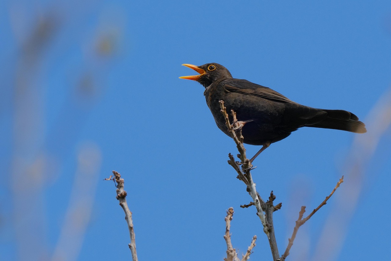 Who Wrote Blackbird The Beatles? Discover the Story Behind the Song