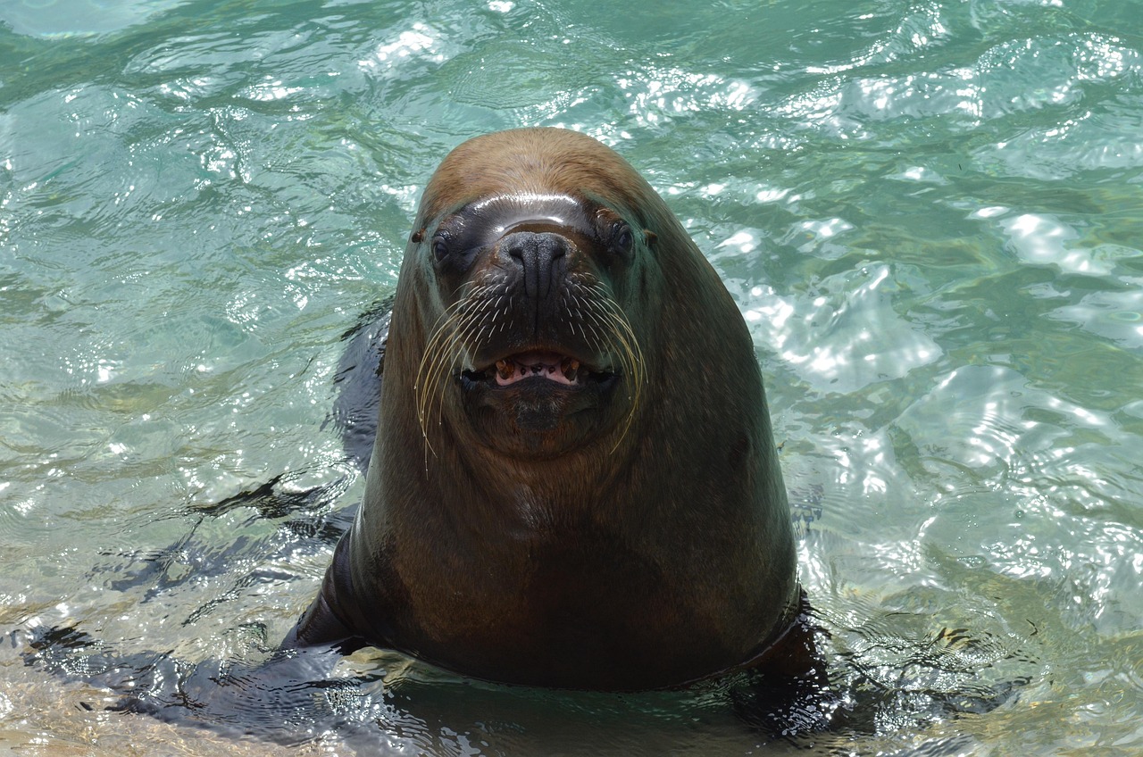 The Beatles: Unraveling the Mystery of 'I Am the Walrus'