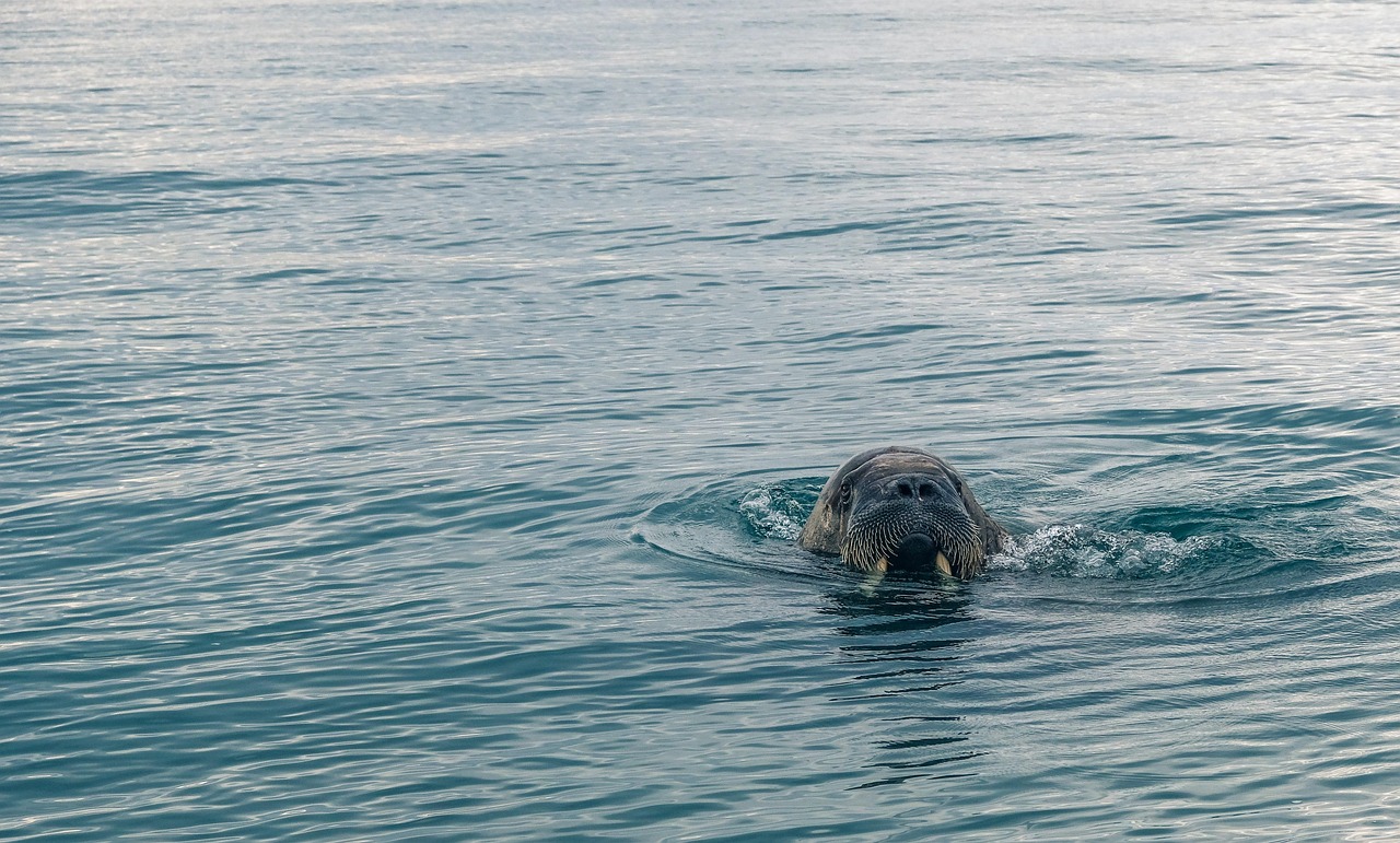 Lyrics to Beatles I Am The Walrus: A Deep Dive into the Song's Meaning