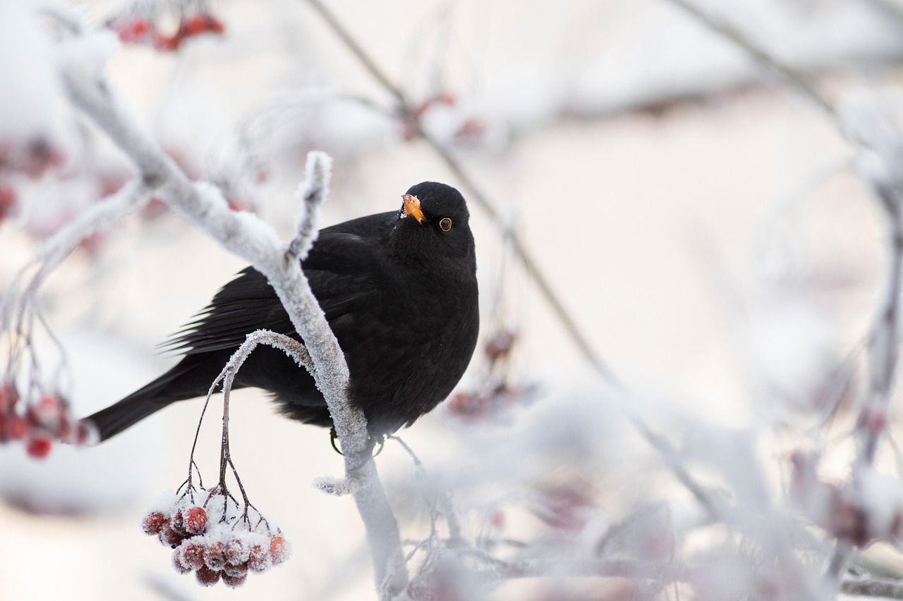 Exploring "Blackbird by The Beatles": A Timeless Classic