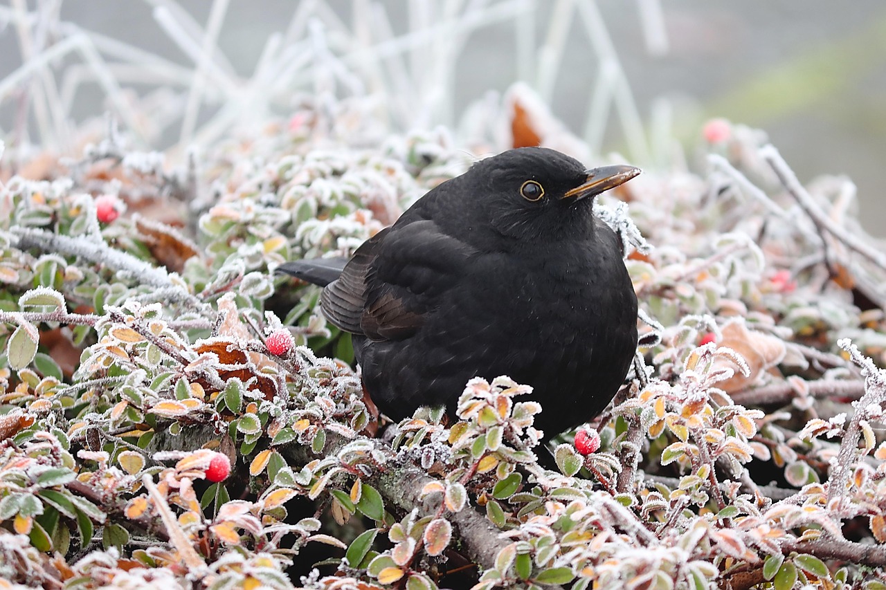 The Beatles Blackbird: A Journey Through Melodies and Messages