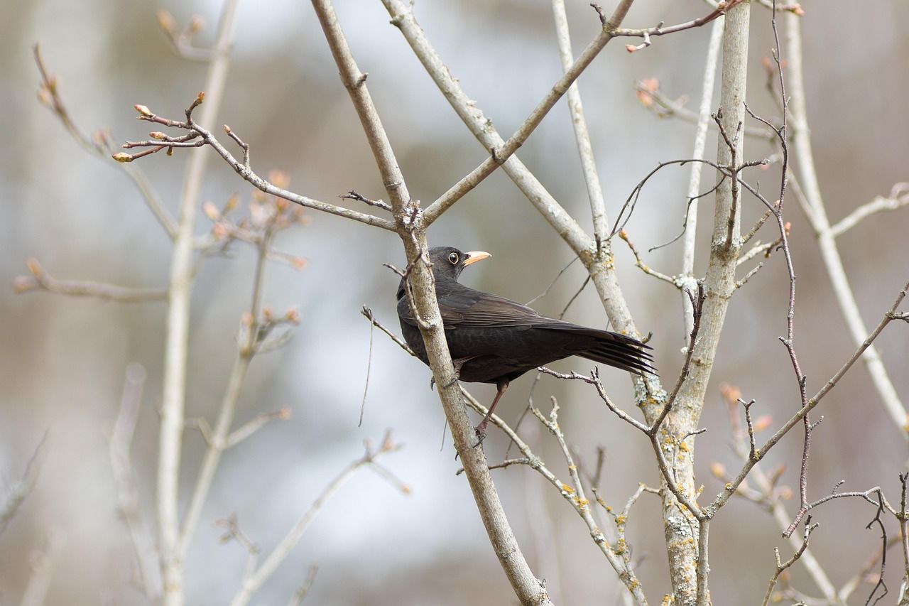 Exploring "Blackbirds by The Beatles Lyrics": A Deep Dive