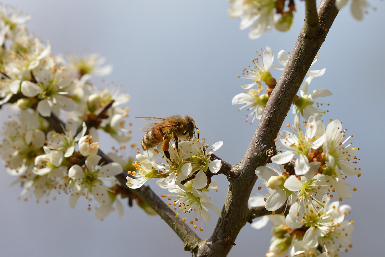 What Song Did the Bee Gees Write for the Beatles?