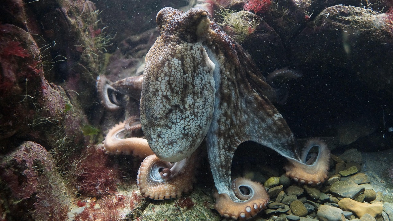 Exploring "Octopus Garden Lyrics The Beatles" - Dive Deep into the Classic