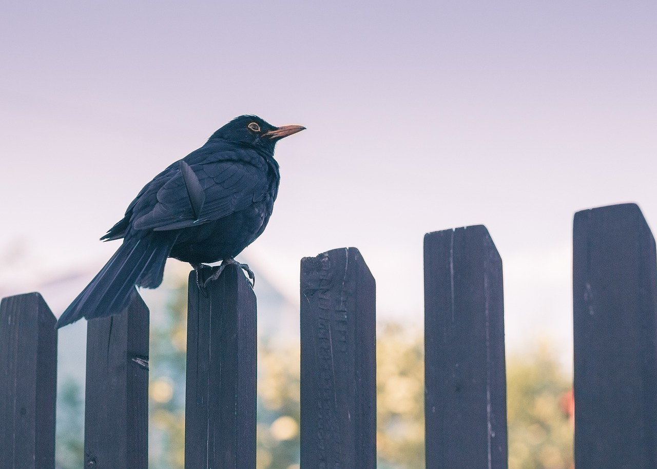 Unveiling the Timelessness of the Song Blackbird by The Beatles