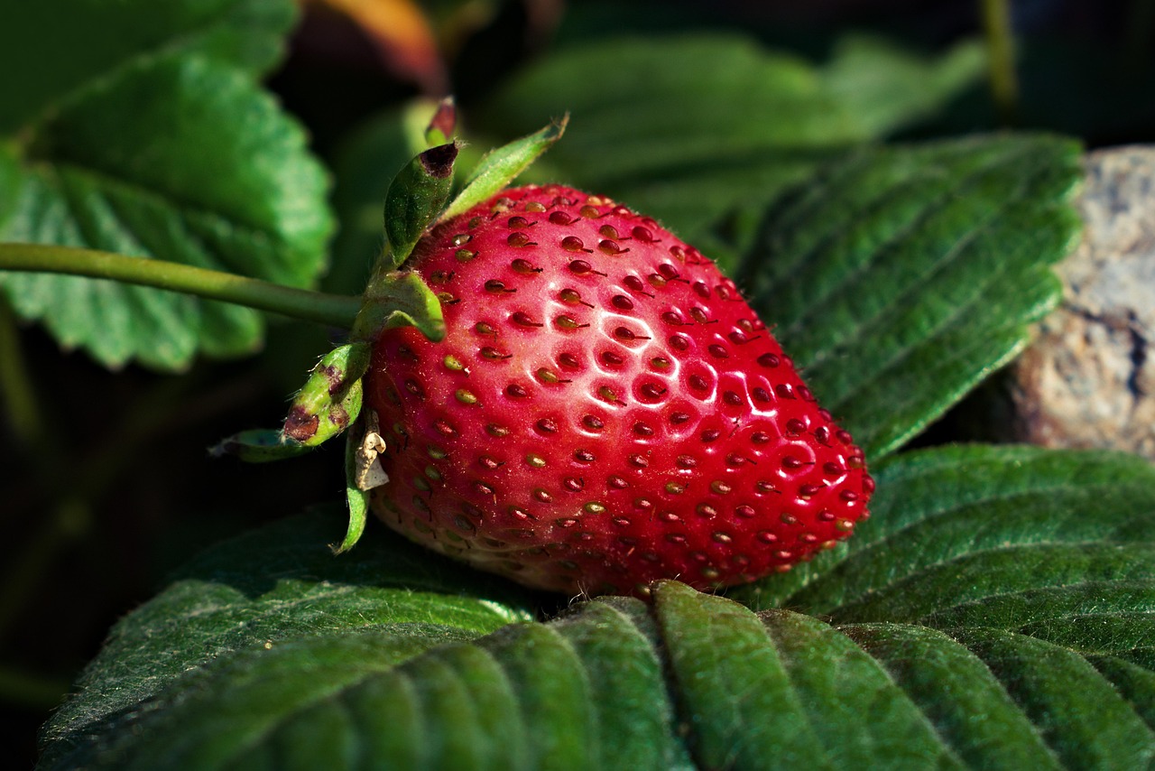 Exploring the Enigmatic Strawberry Fields Lyrics by The Beatles