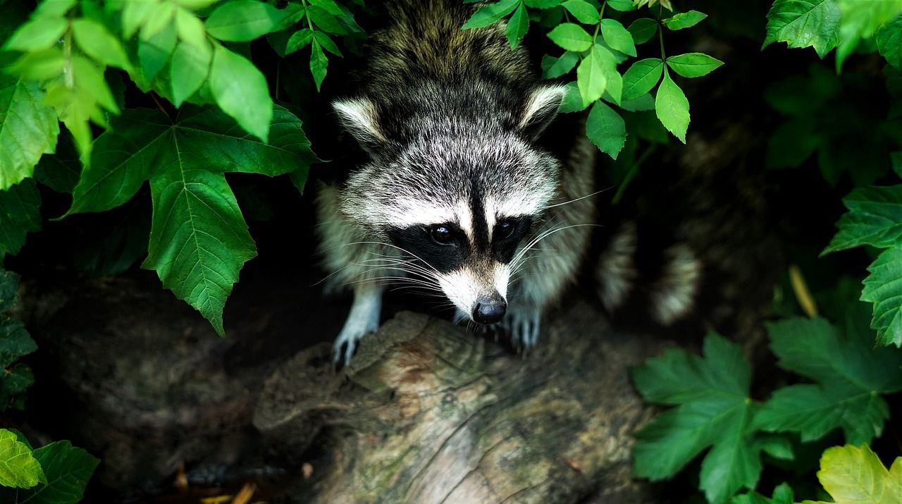 Exploring "Rocky Raccoon by The Beatles": A Musical Journey