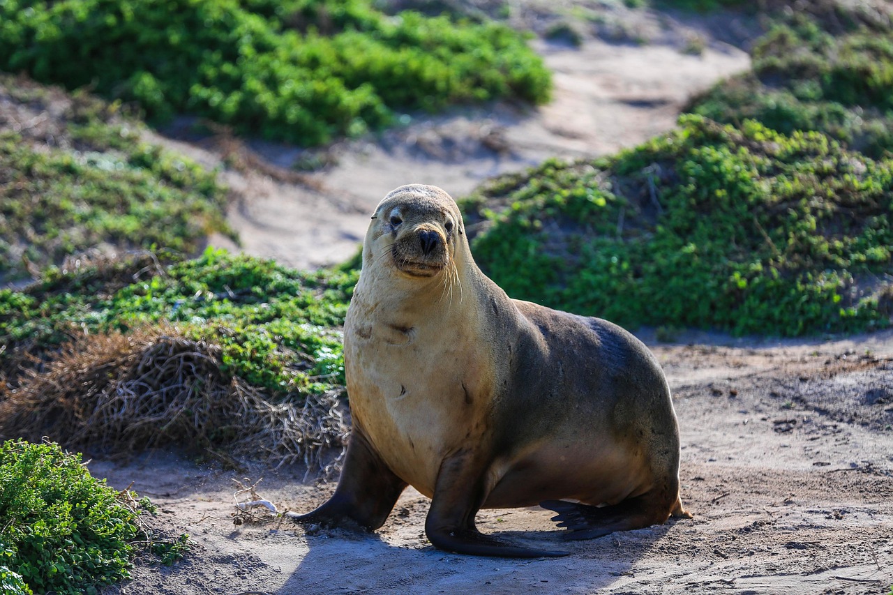 Unraveling the Beatles Song Lyrics: 'I Am the Walrus'