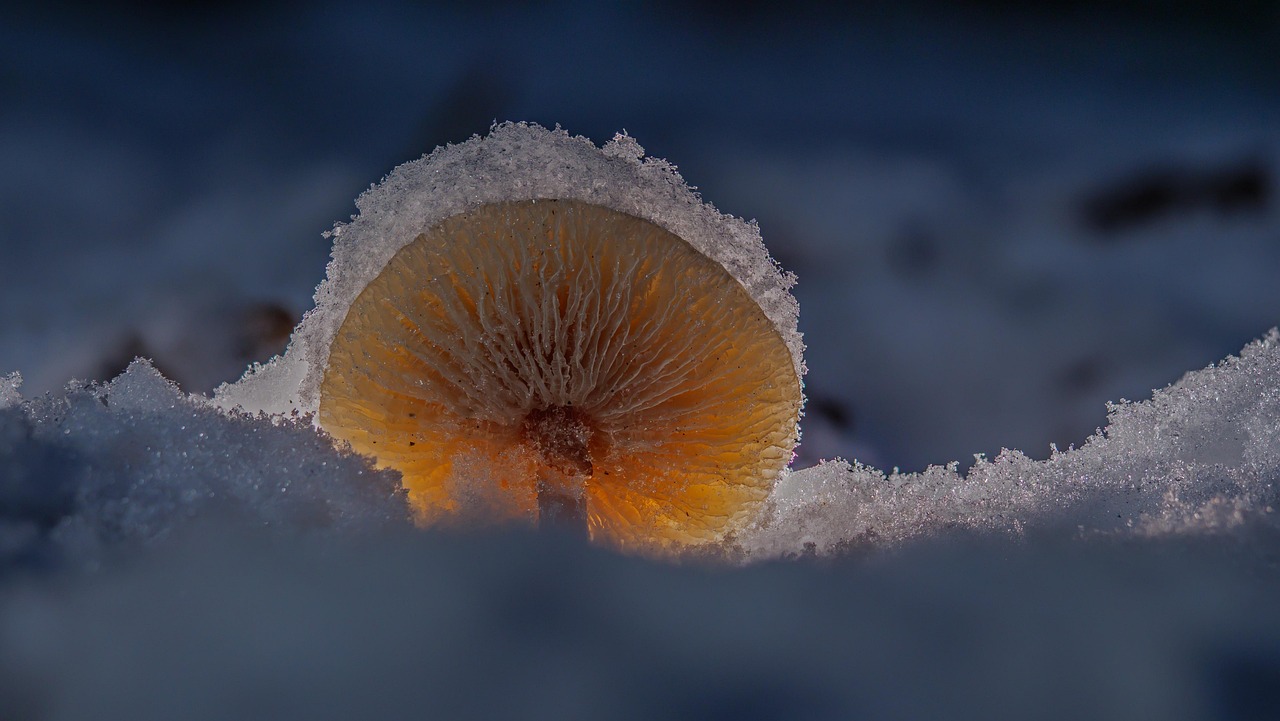 Discover the Exciting World of Fungus Among Us Toys