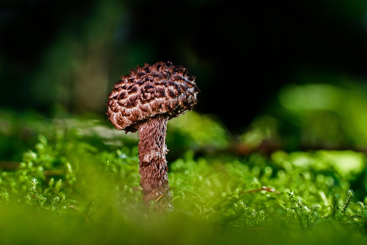 A Fungus Among Us: Understanding the Hidden World of Fungi