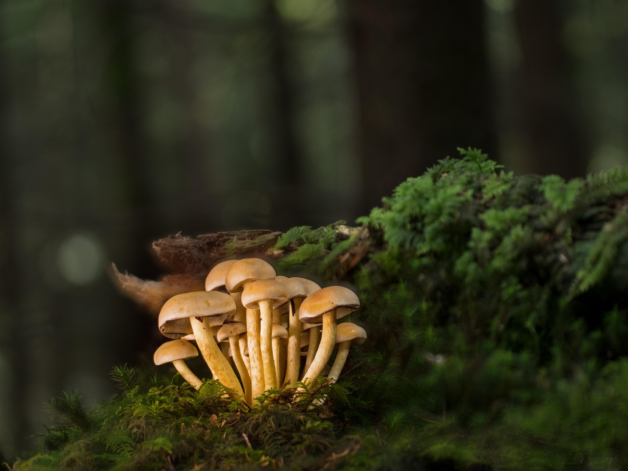 The Hidden World of Fungus Among Us: Understanding Fungi in Our Lives