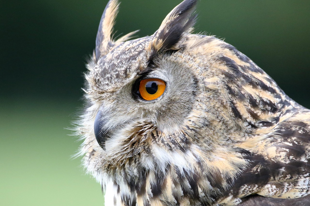 Discover the Majestic Eurasian Eagle Owl: A Comprehensive Guide