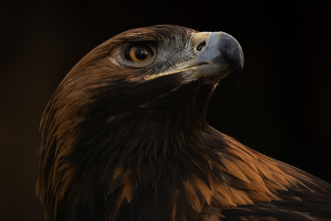 Understanding Golden Eagle Size: Facts and Insights