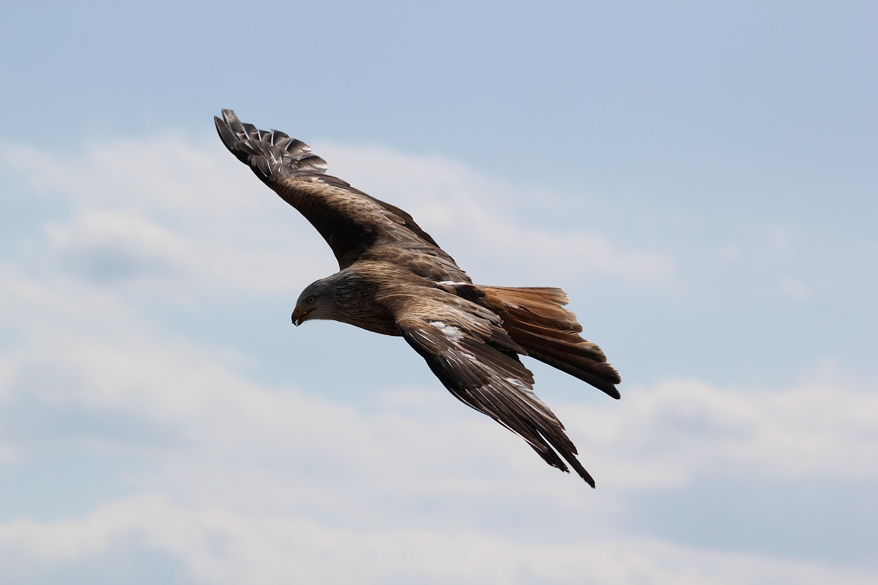 Discover the Fascinating Life of a Baby Eagle