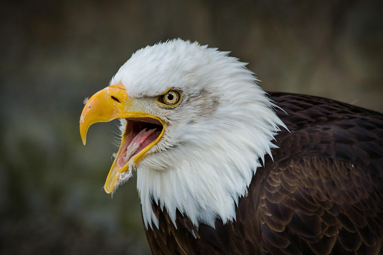 Ravens vs Eagles: The Ultimate Bird Showdown