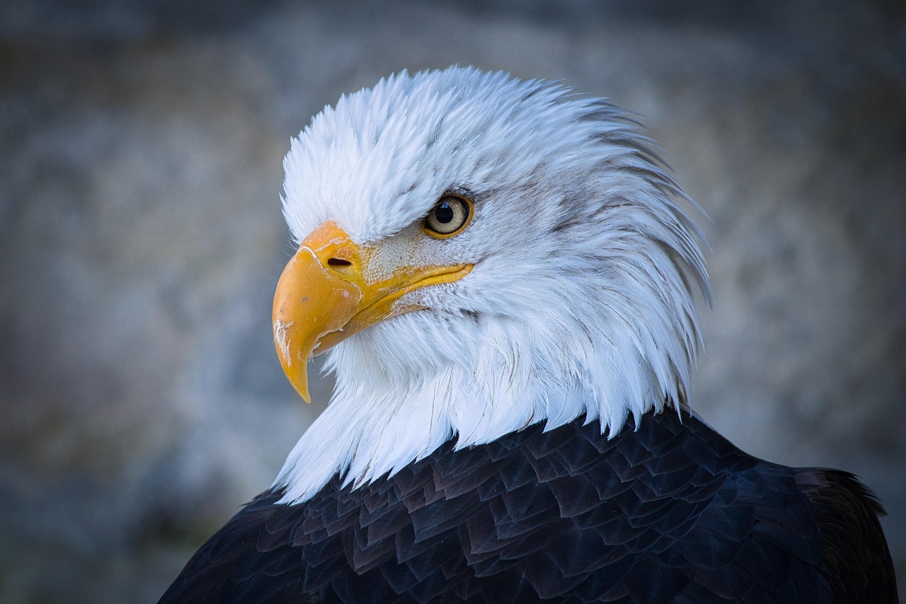 Discover the Majestic Grey Eagle: Nature's Apex Predator