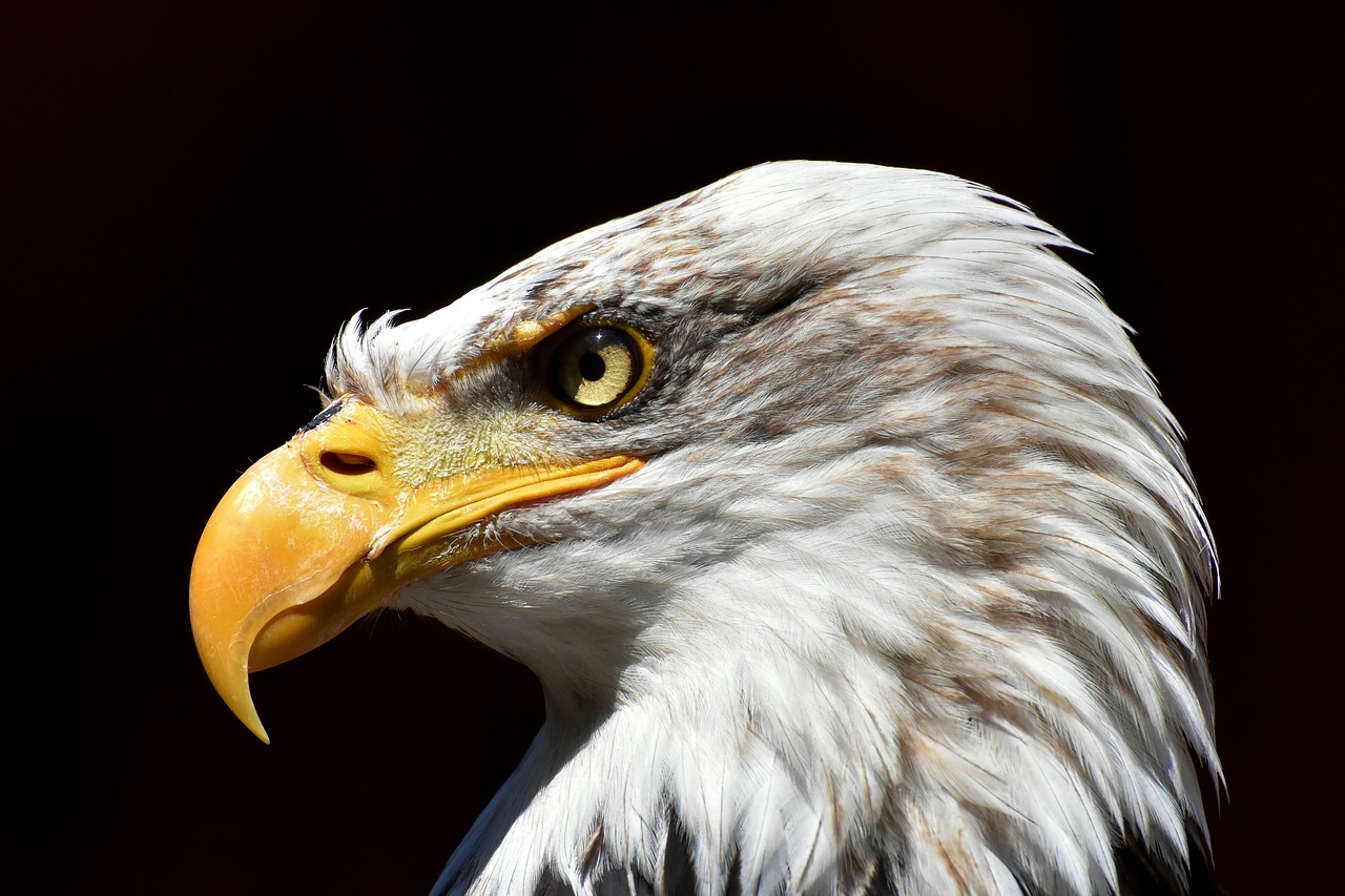 How Many Bald Eagles Are There in the United States?