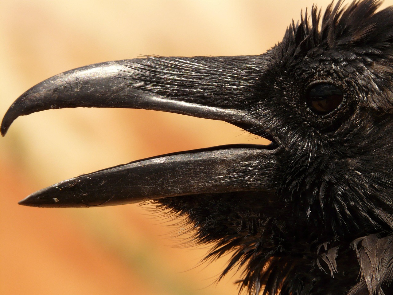 The Fascinating World of Eagles and Ravens: Nature's Majestic Birds