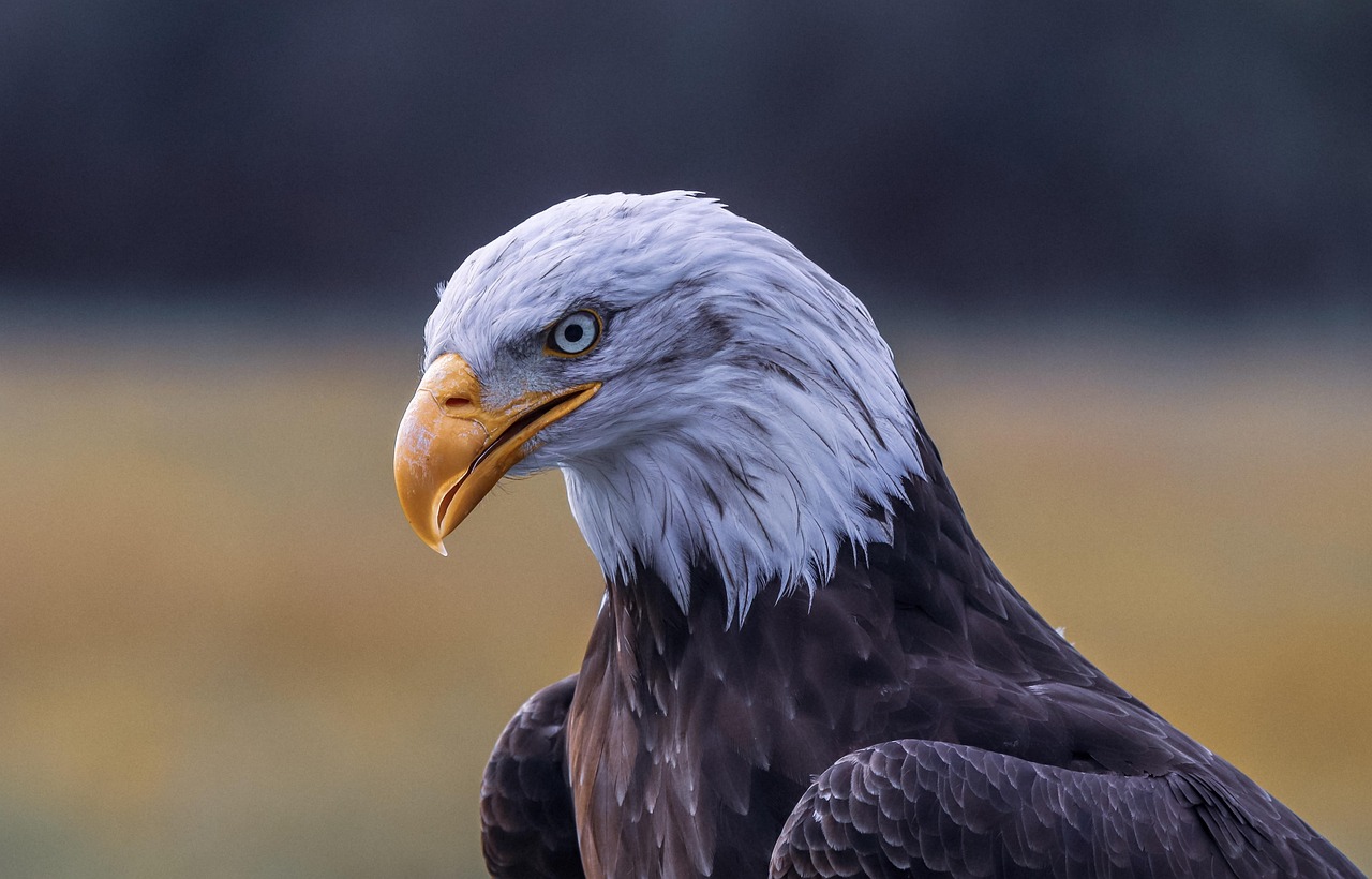 How Large Are Eagles? Discover the Sizes and Species of These Majestic Birds