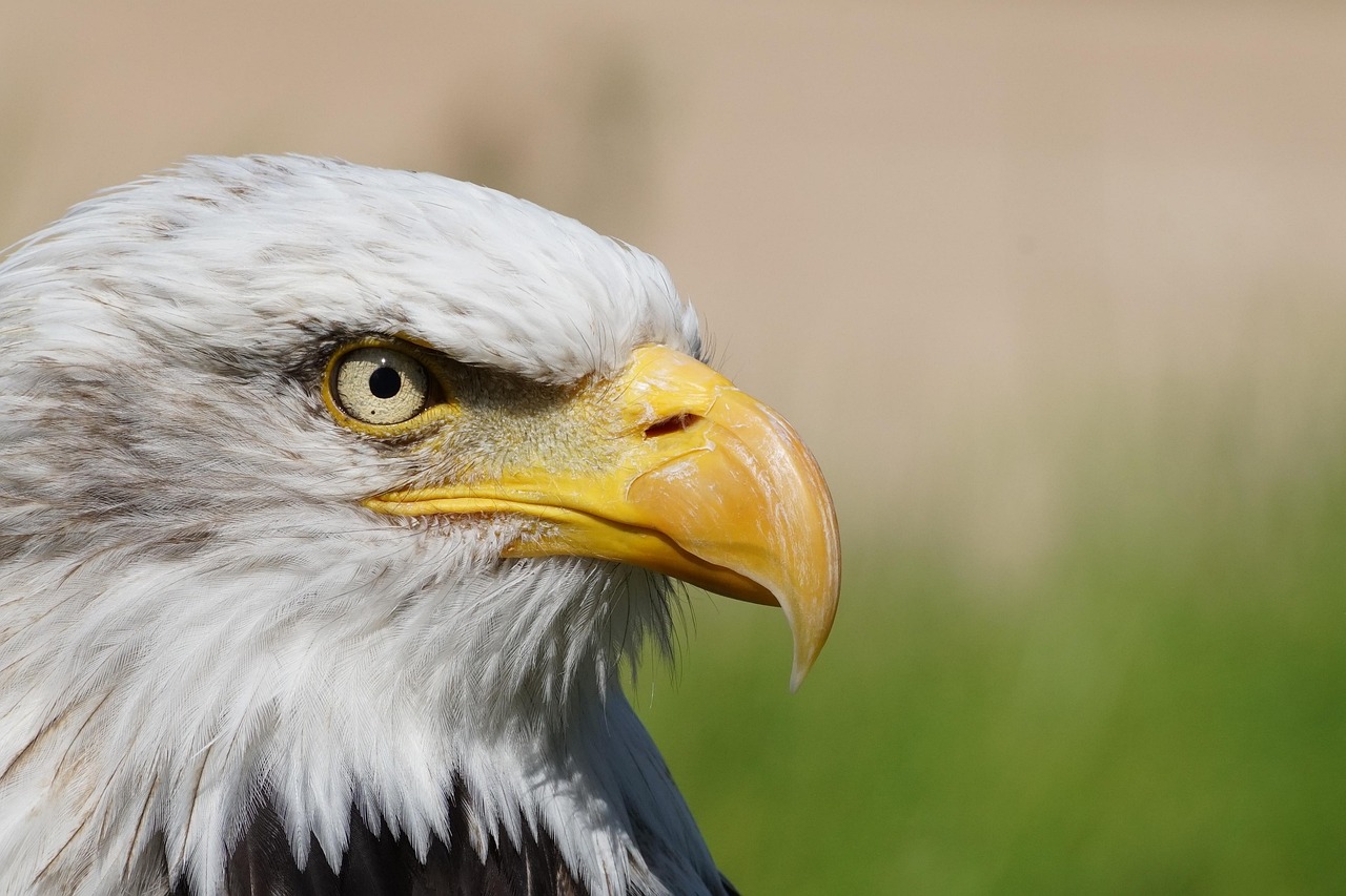 The Fascinating World of Eagles Nest: Habitat & Insights