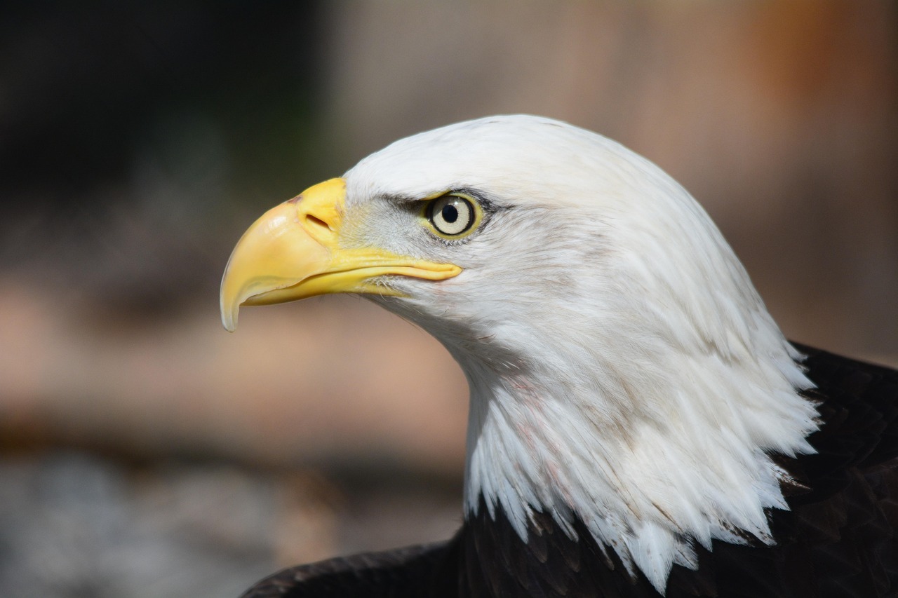 Eagles vs: Exploring the Majestic Birds of Prey