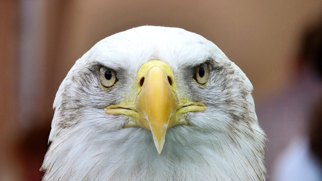 The Majestic Eagle Crest: A Journey into Nature's Splendor