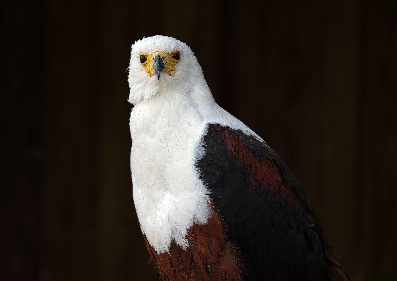 Explore the Fascinating Big Bear Valley Bald Eagles